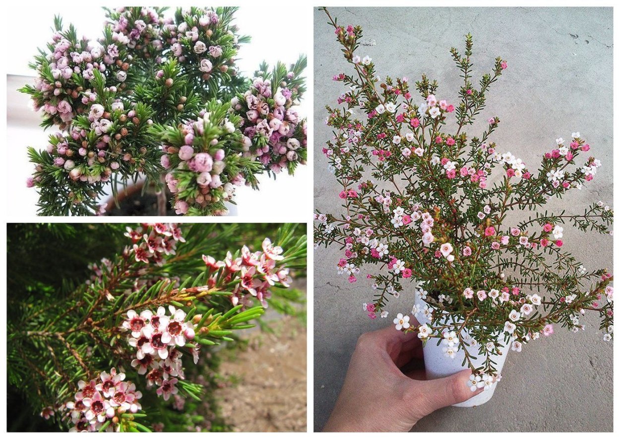 Хамелациум Матильда