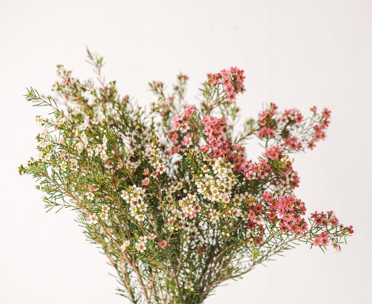 Хамелациум Дарвиния