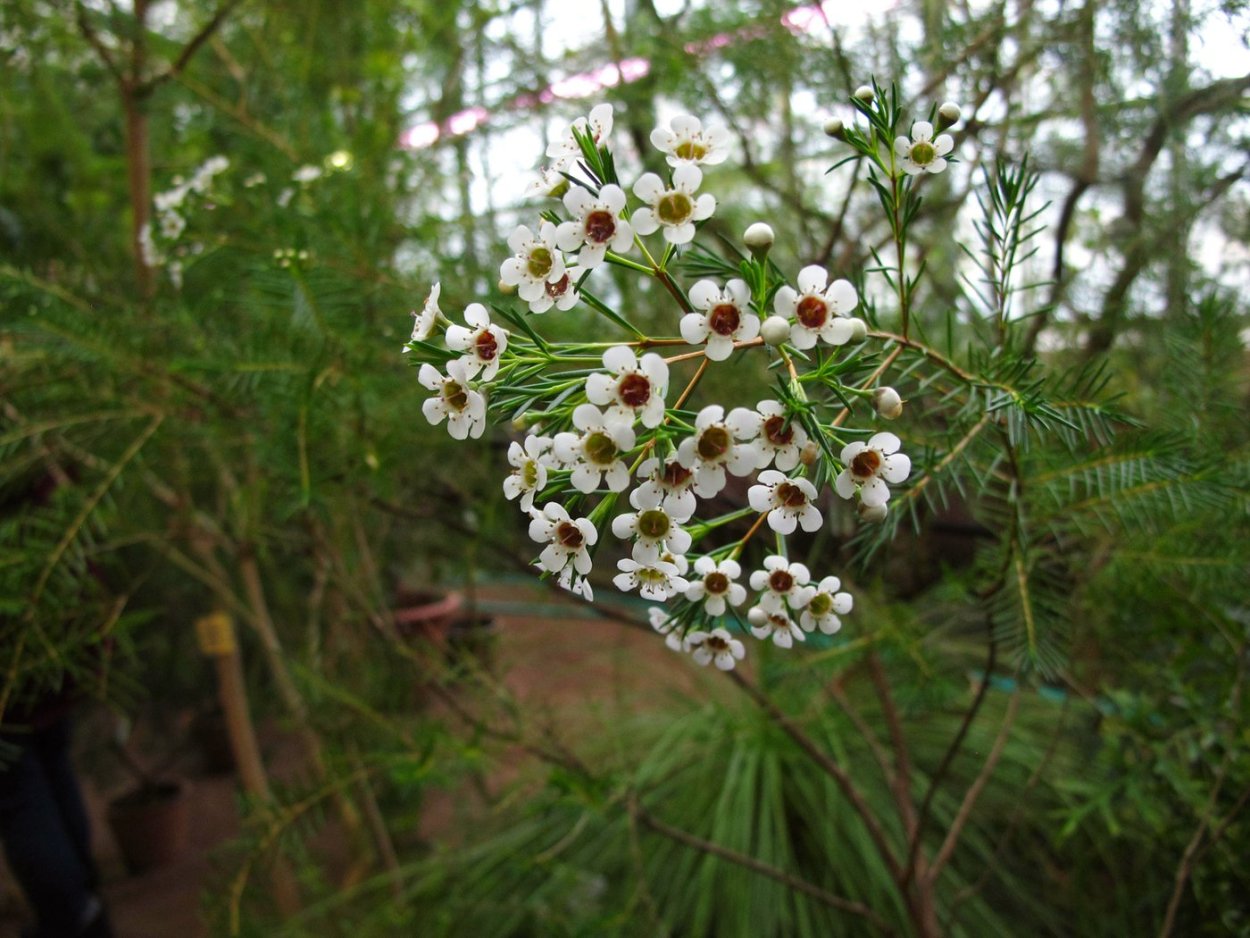 Фото хамелациум Майя