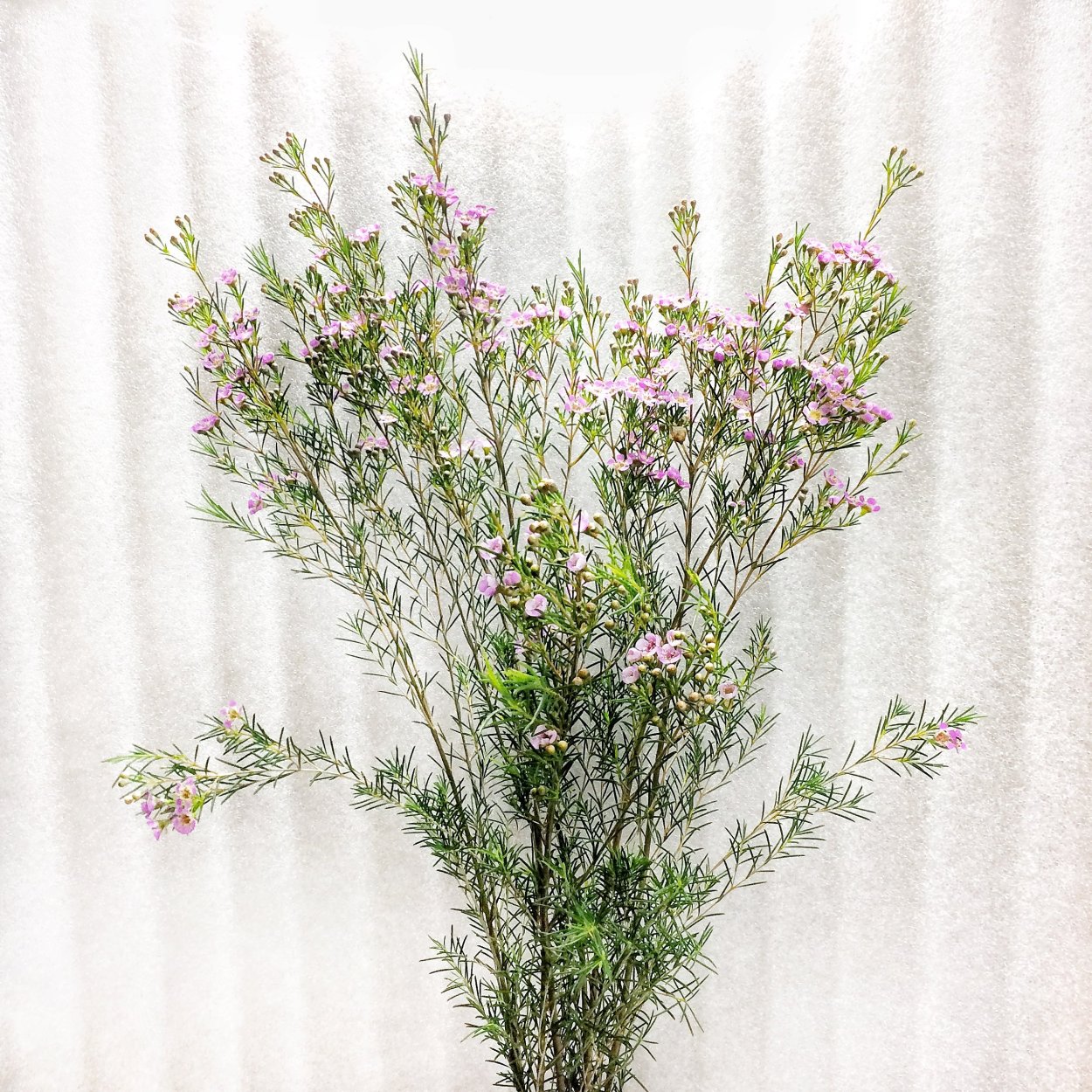 Хамелациум Ваксфлауэр