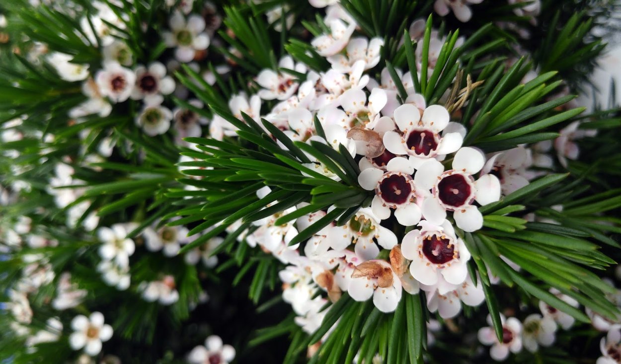 Хамелациум Дарвиния