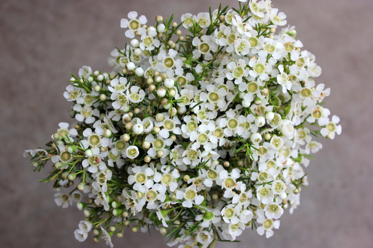 Хамелациум белый