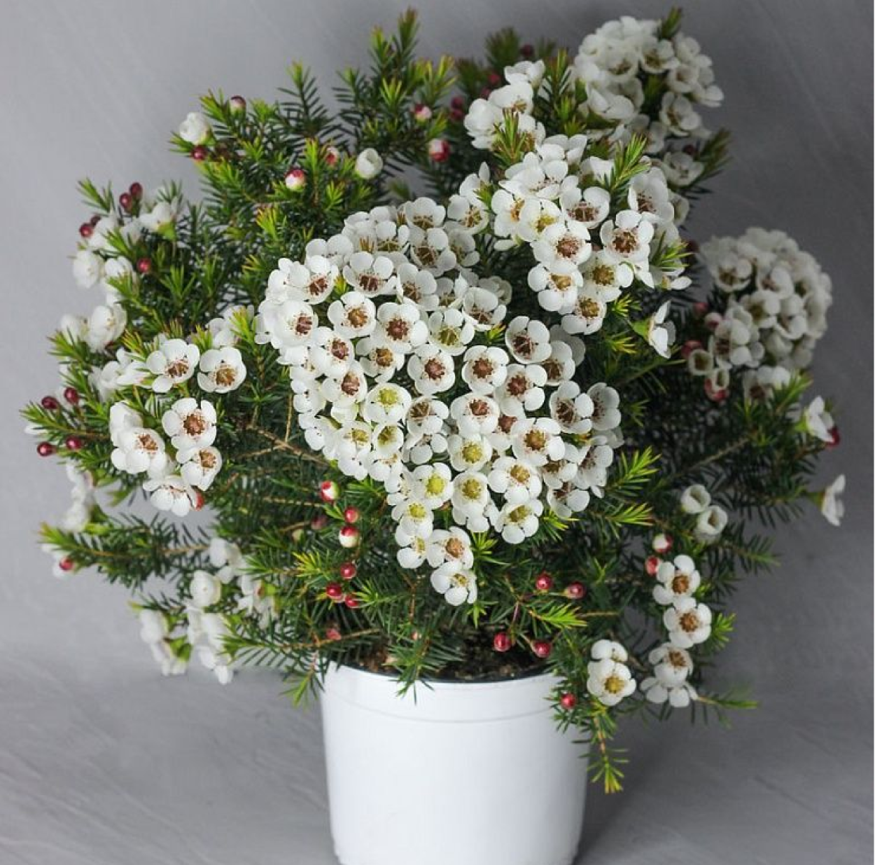 Хамелациум белый