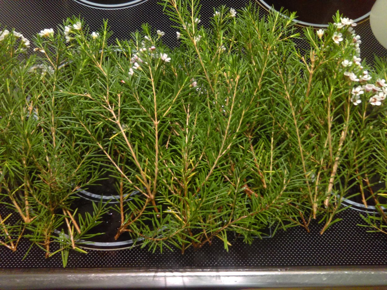 Хамелациум размножение