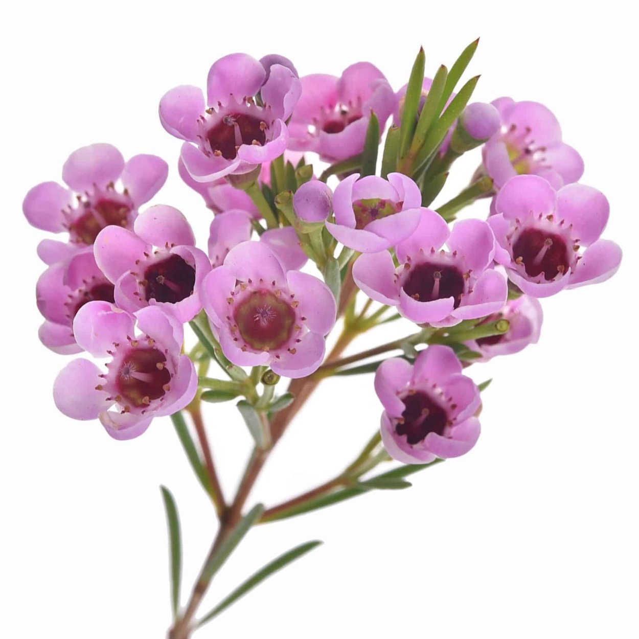 Хамелациум Амбрелла