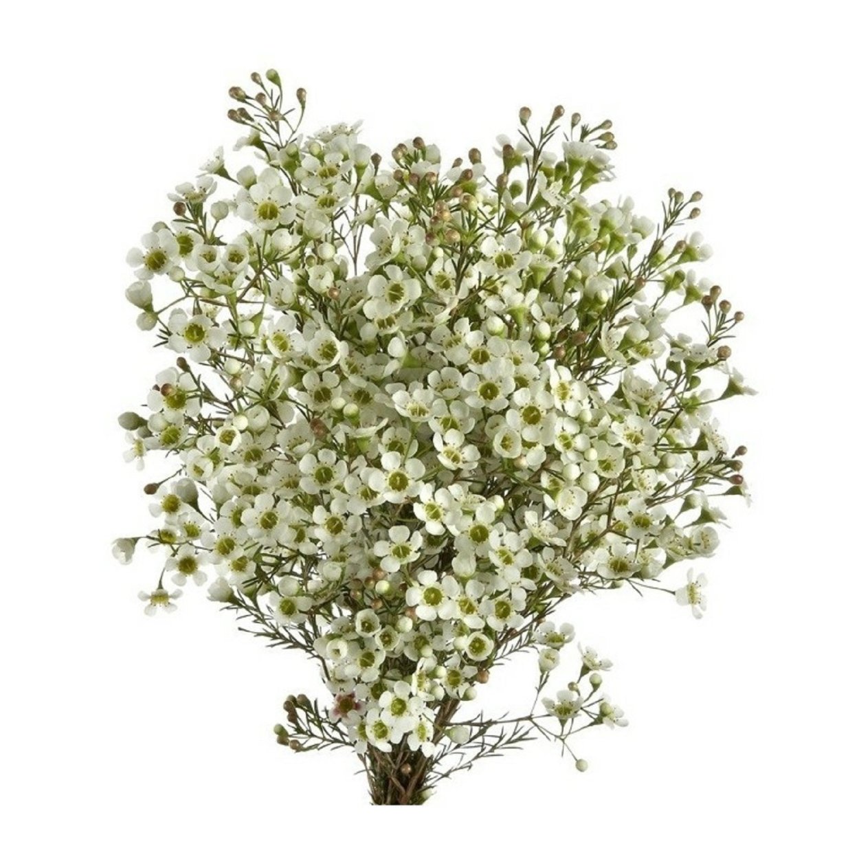 Хамелациум белый