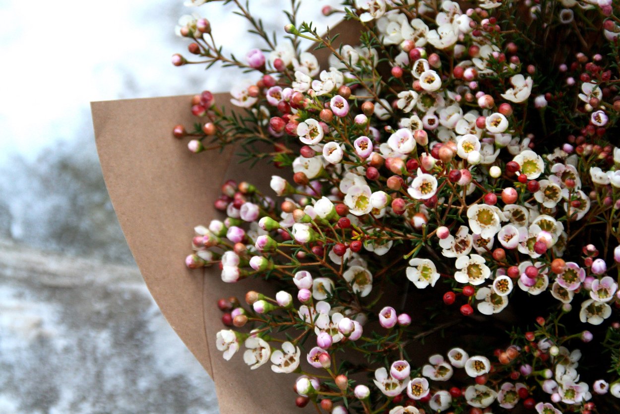 Хамелациум в букете