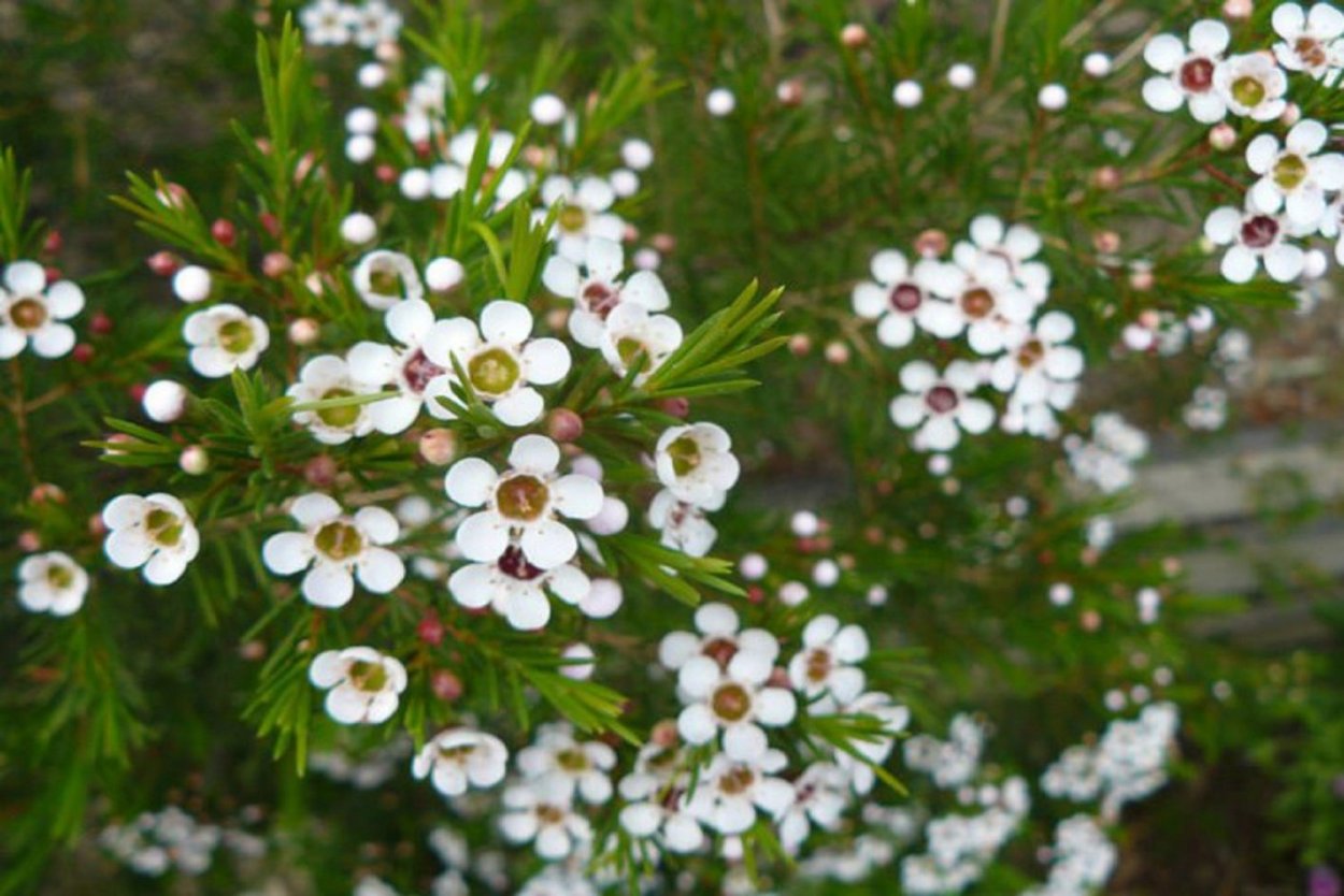 Хамелациум Матильда