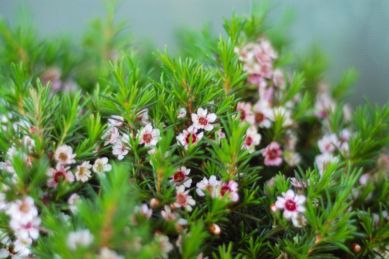 Хамелациум цветок