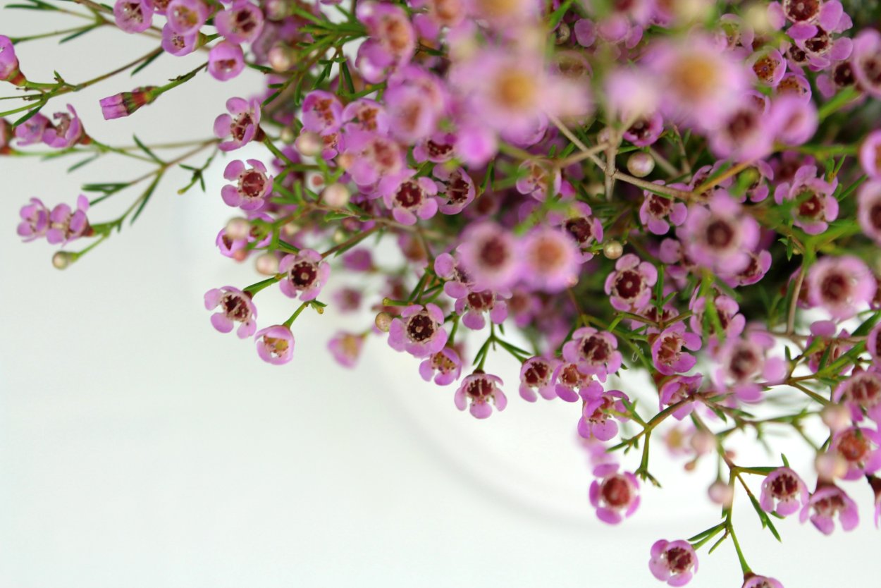 Хамелациум Дарвиния