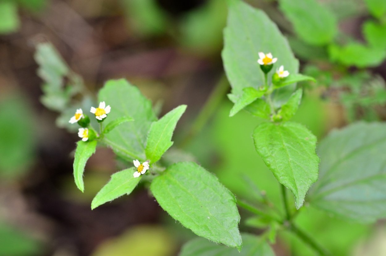 Галинзога четырехлучевая семена