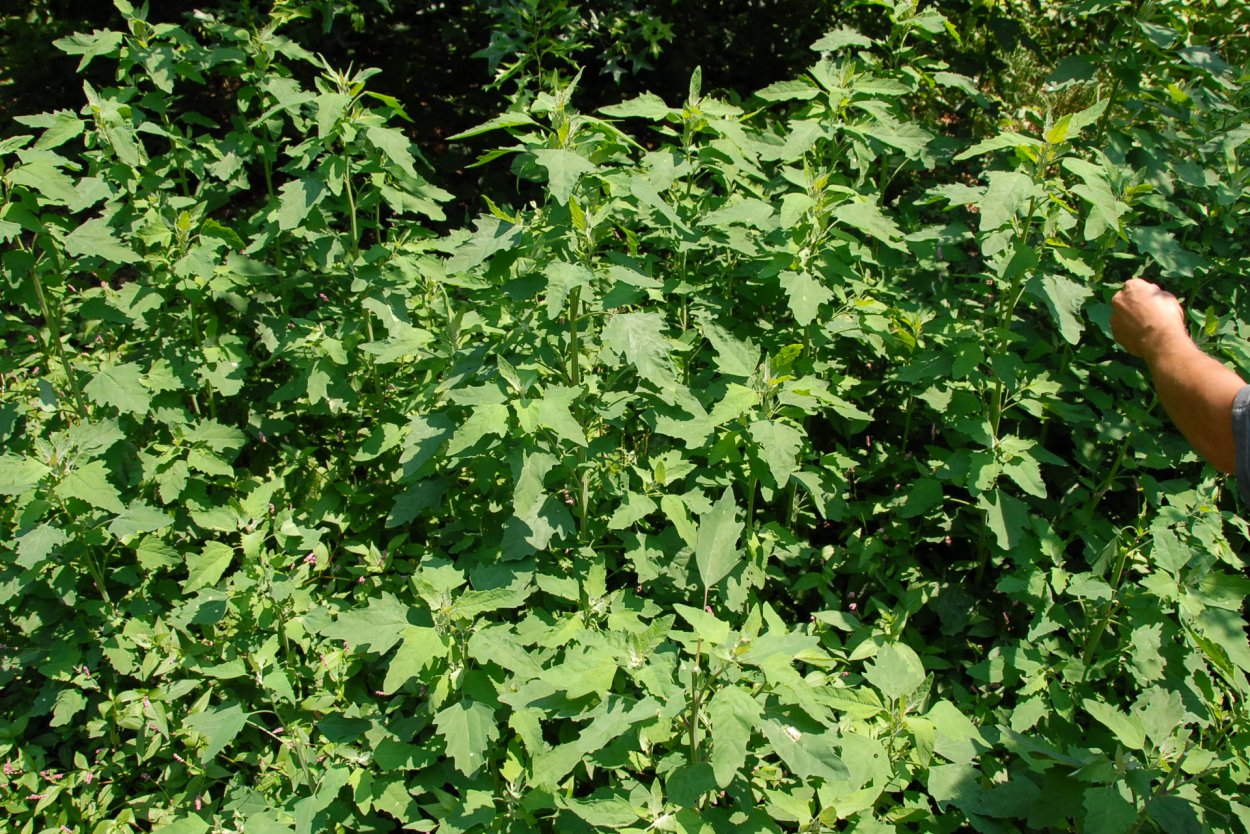 Сорняк пятилистовый