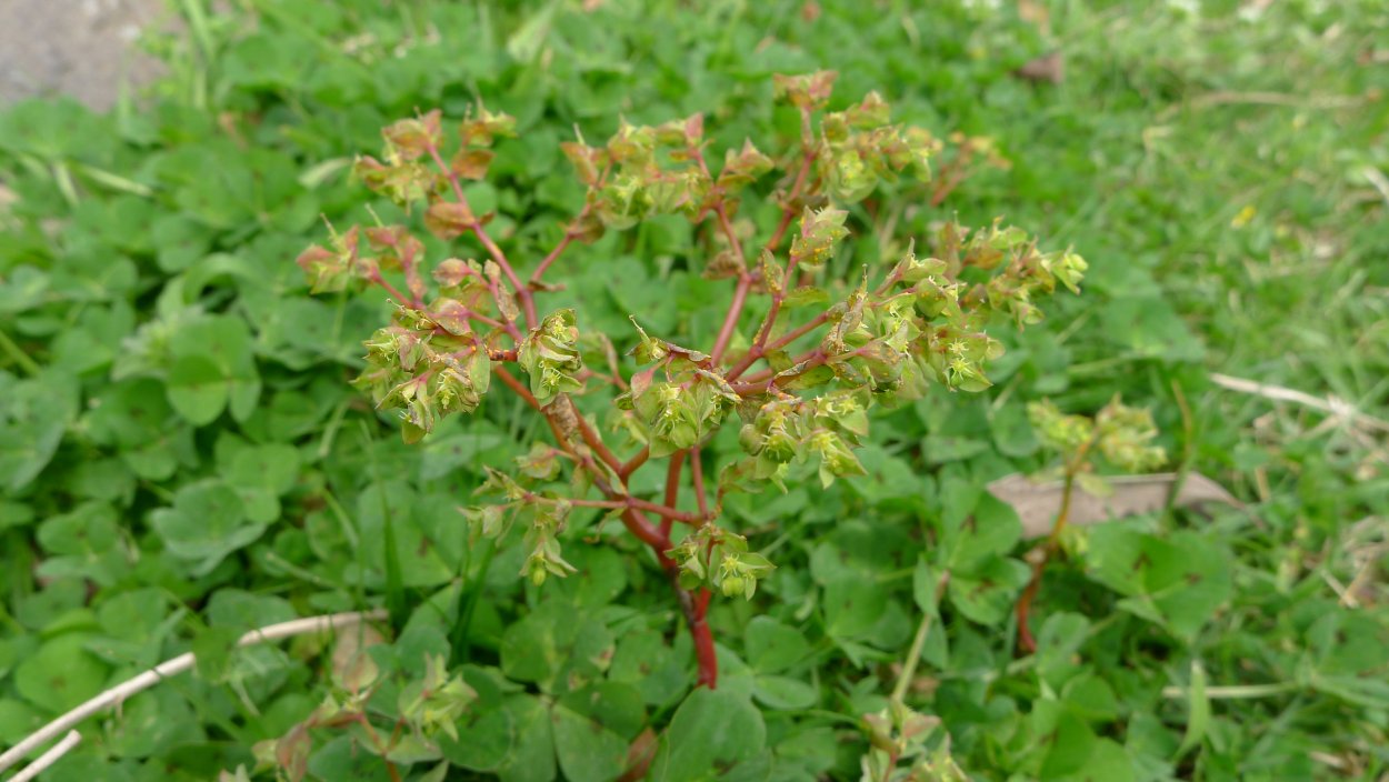 Сорняк галинсога американка в огороде