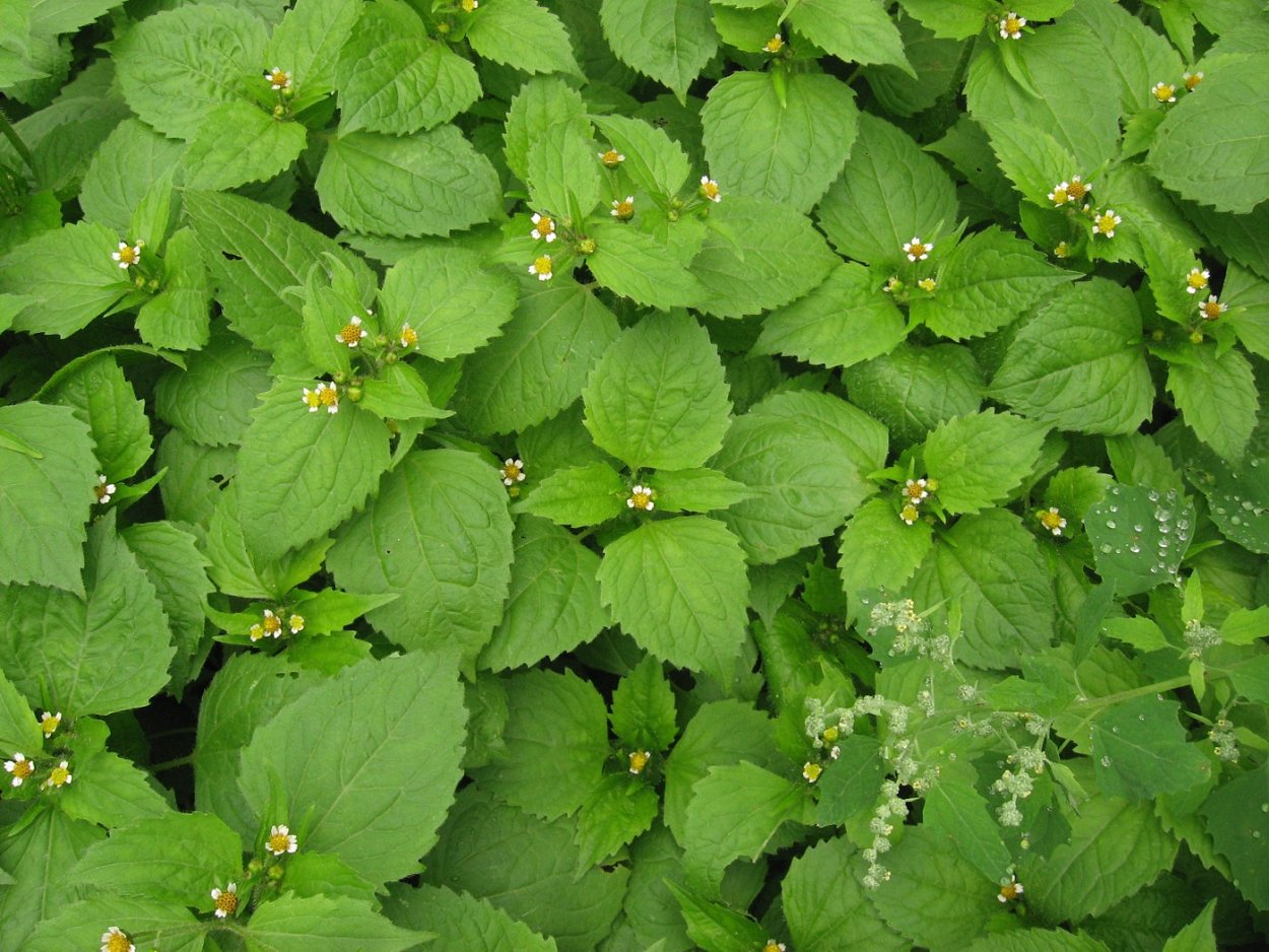 Галинсога мелкоцветковая