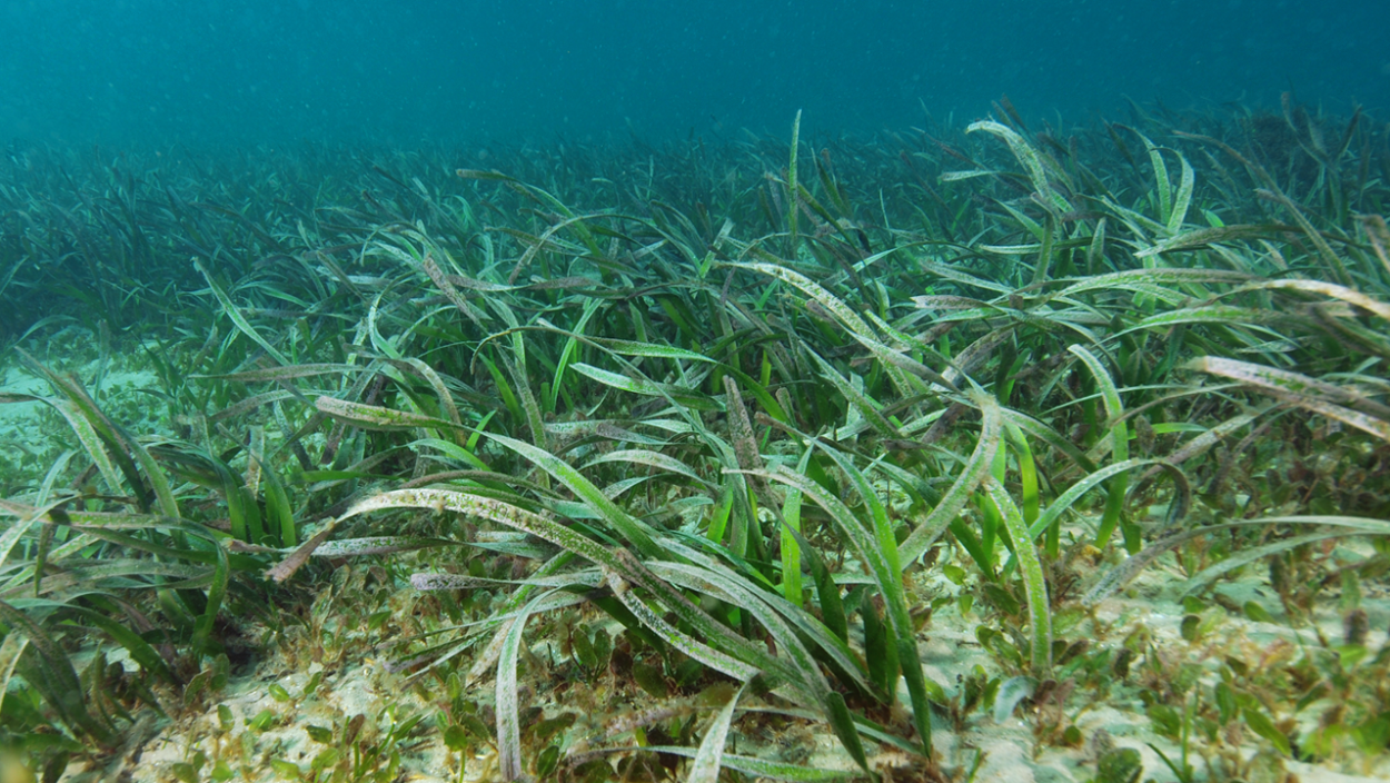 Водоросль Посидония австралийская