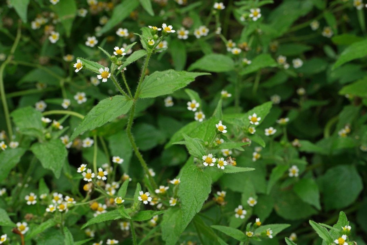 Галинзога мелкоцветковая