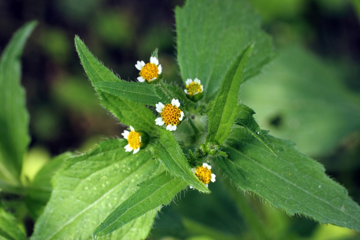 Галинзога мелкоцветковая