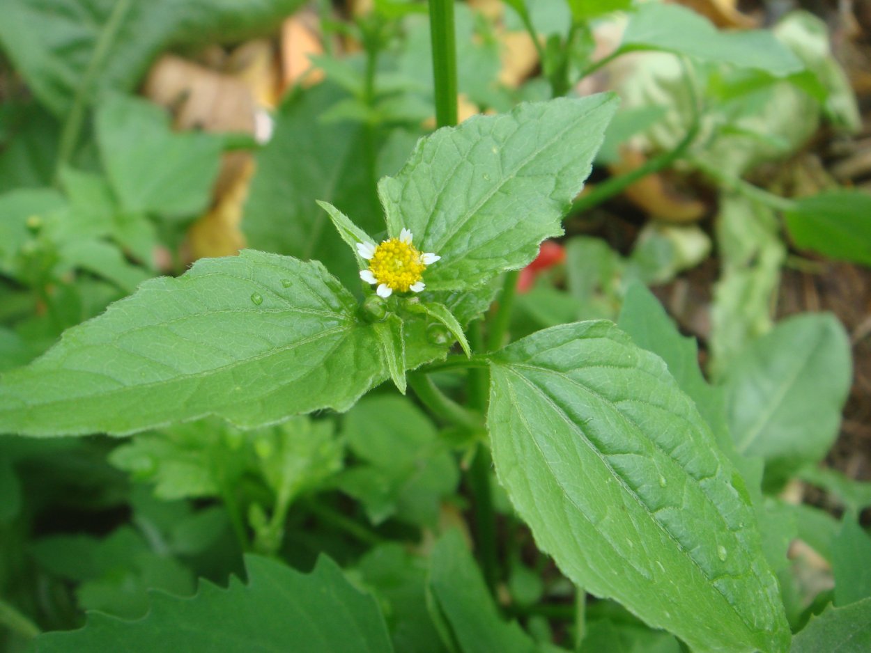 Галинзога четырехлучевая американка