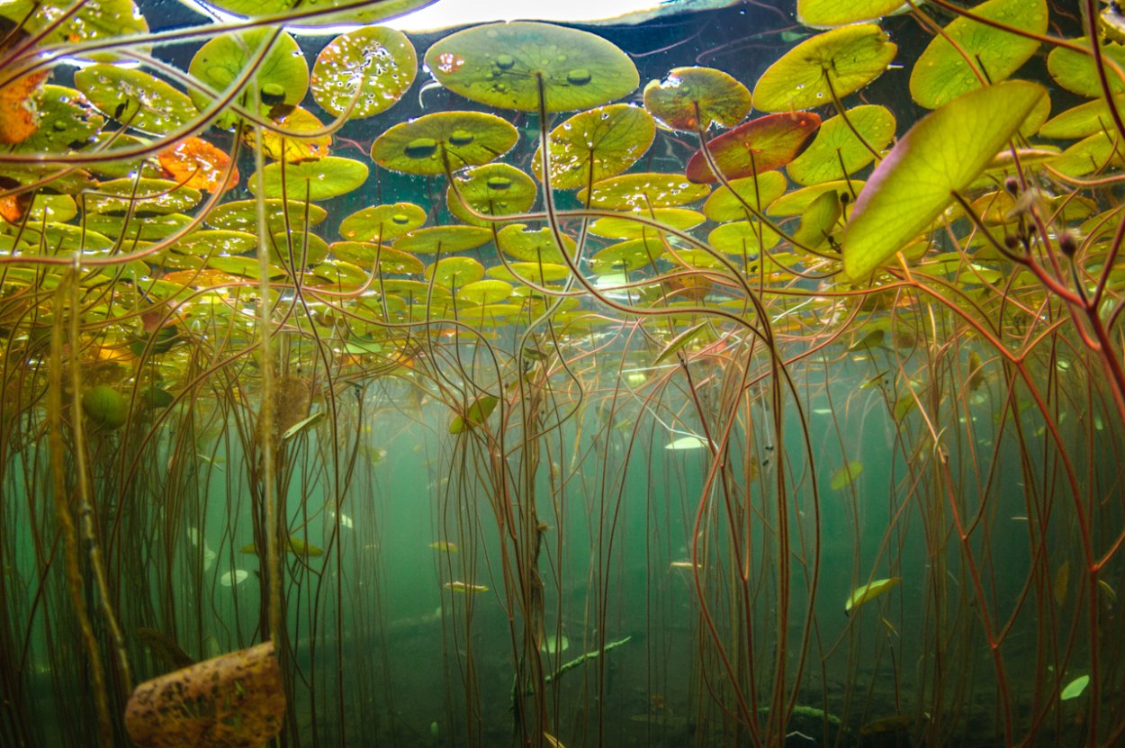 Запутался в водорослях