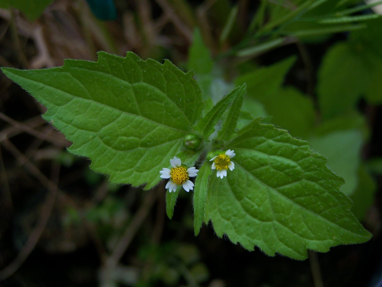 Почвопокровные растения сорняки