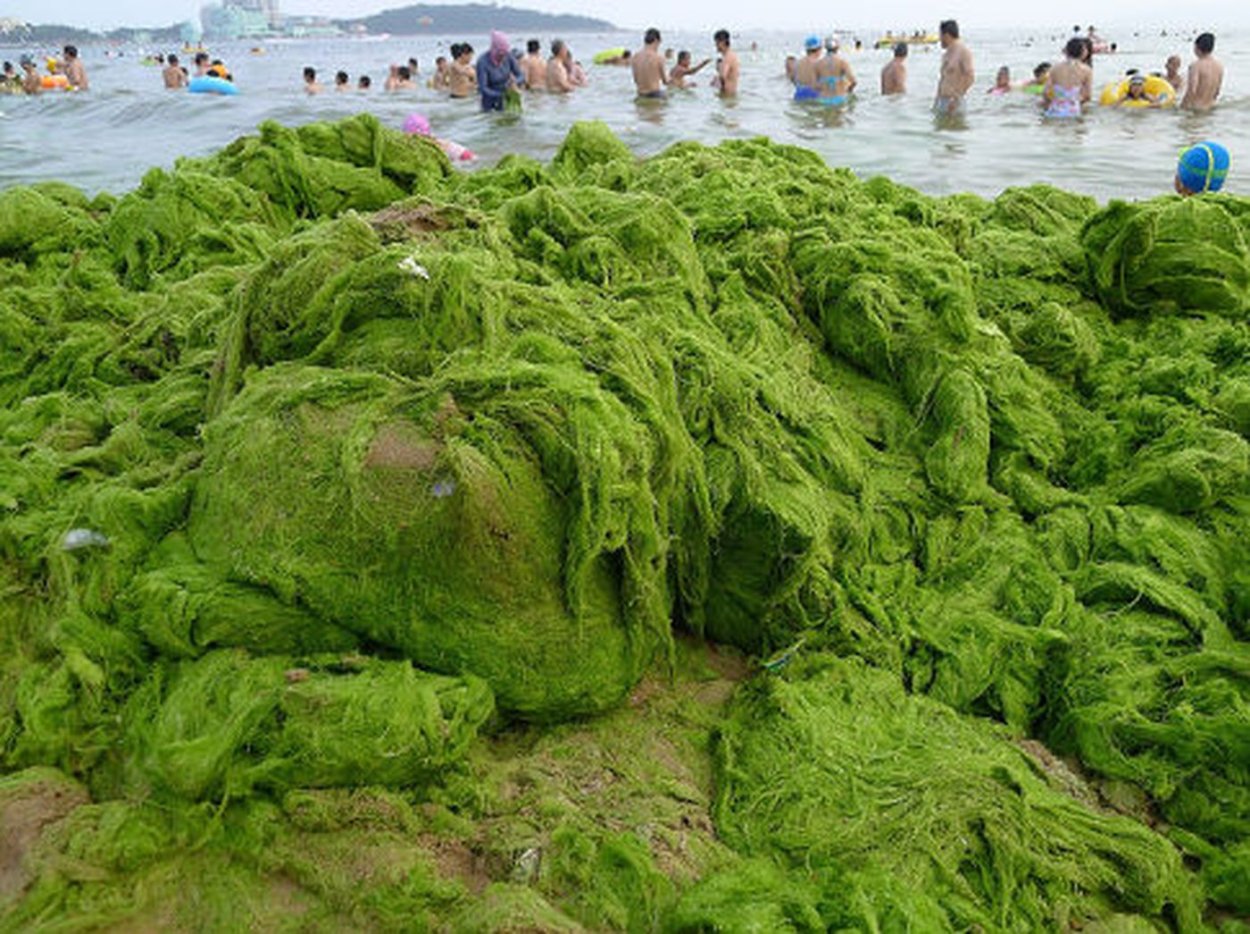 Необычные морские растения