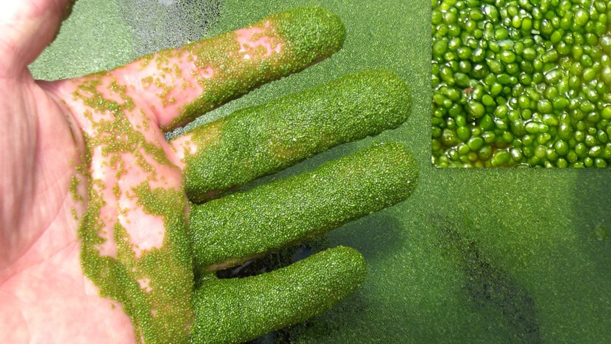 Аэрофитон водоросли