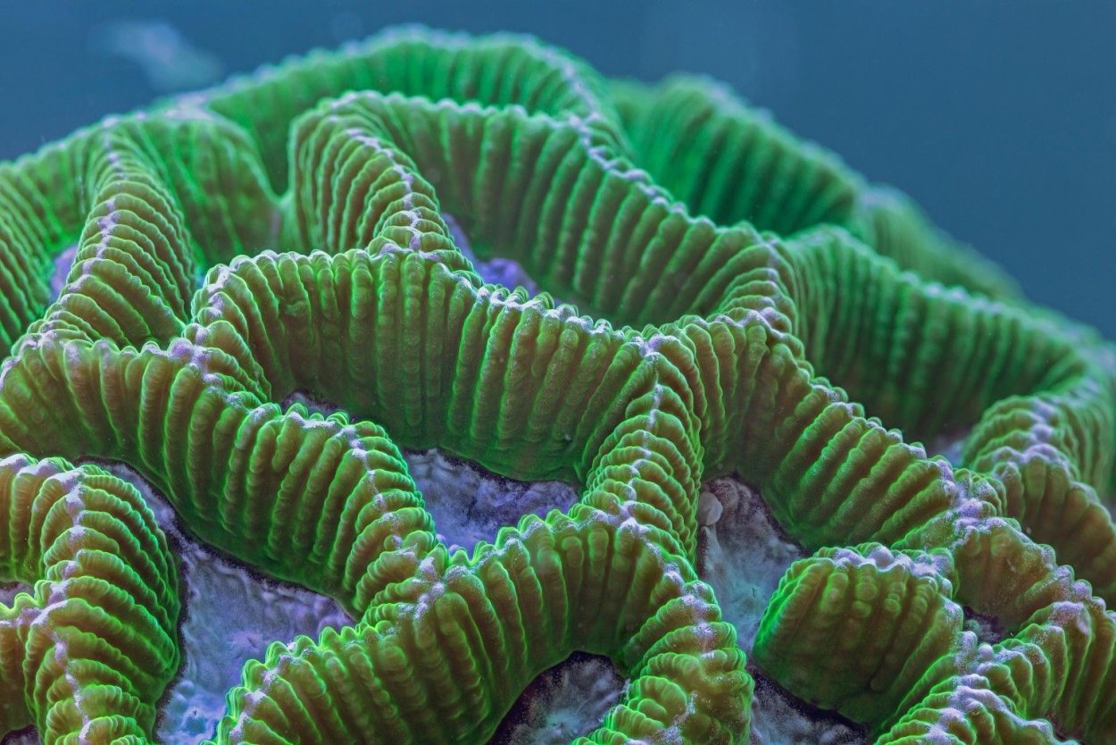 Lubomirskia Baicalensis