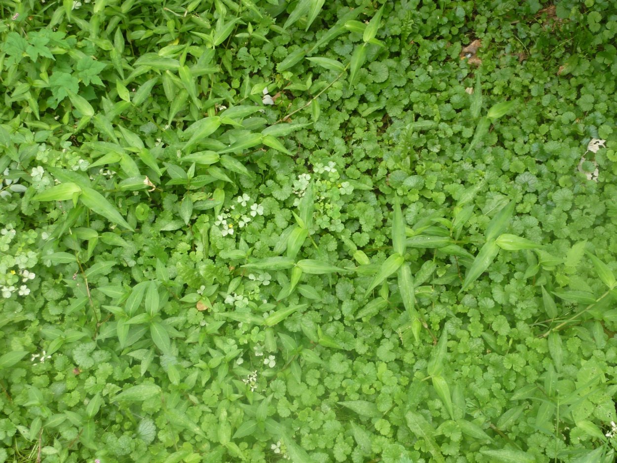 Мелколепестник канадский листья