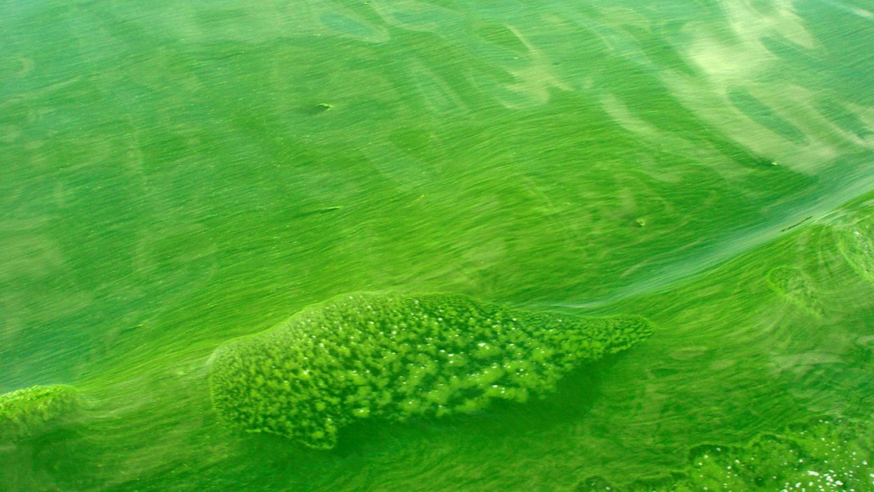 Цветение синезеленых водорослей