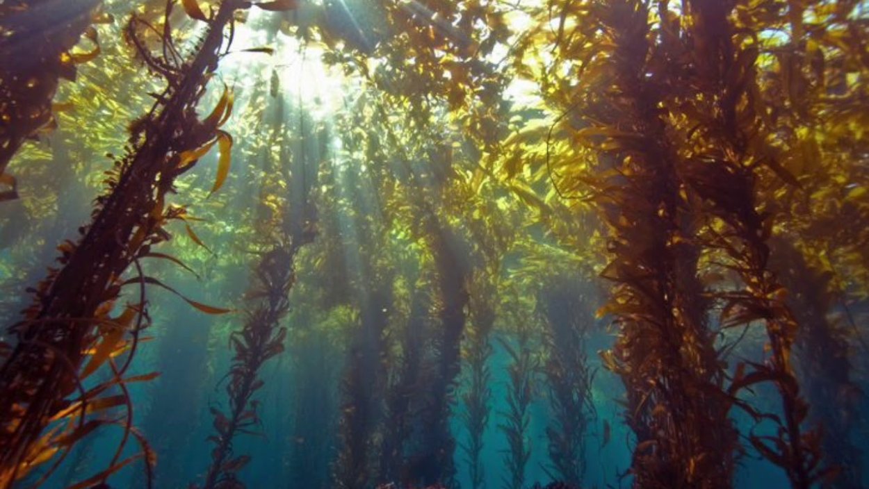 Зеленая водоросль ацетабулярия