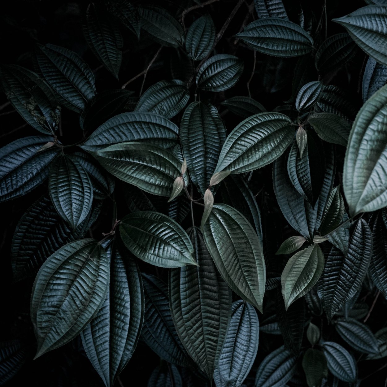 Темные растения