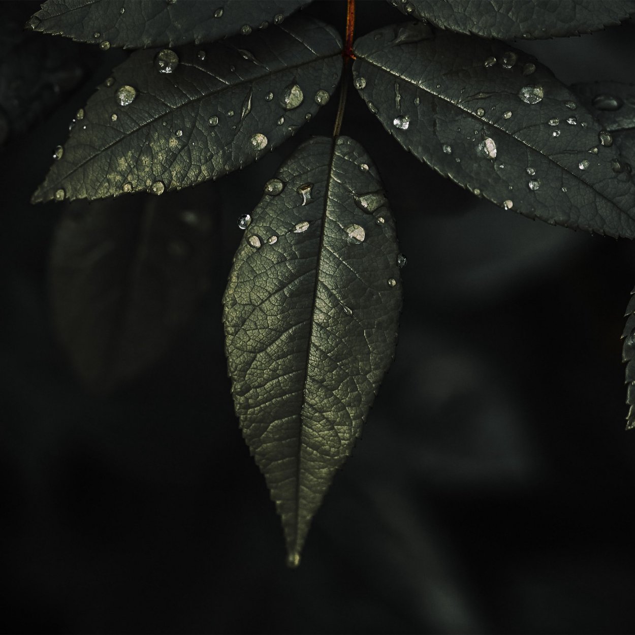 Обои на рабочий стол листья