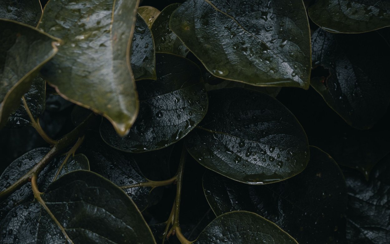 Темные листья обои