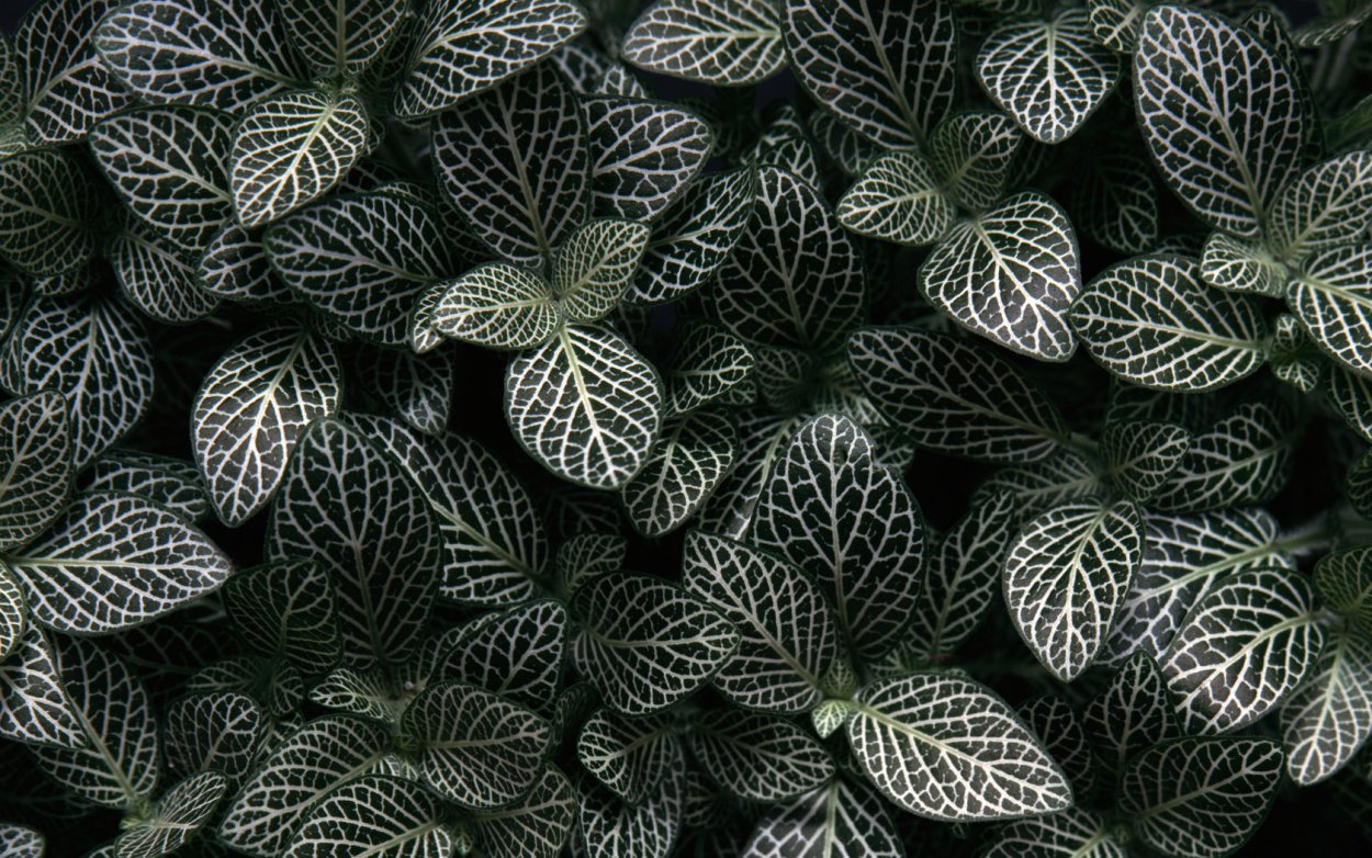 Fittonia Lime Mentha