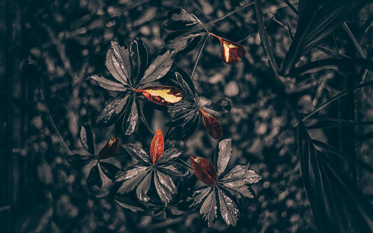 Листья на темном фоне