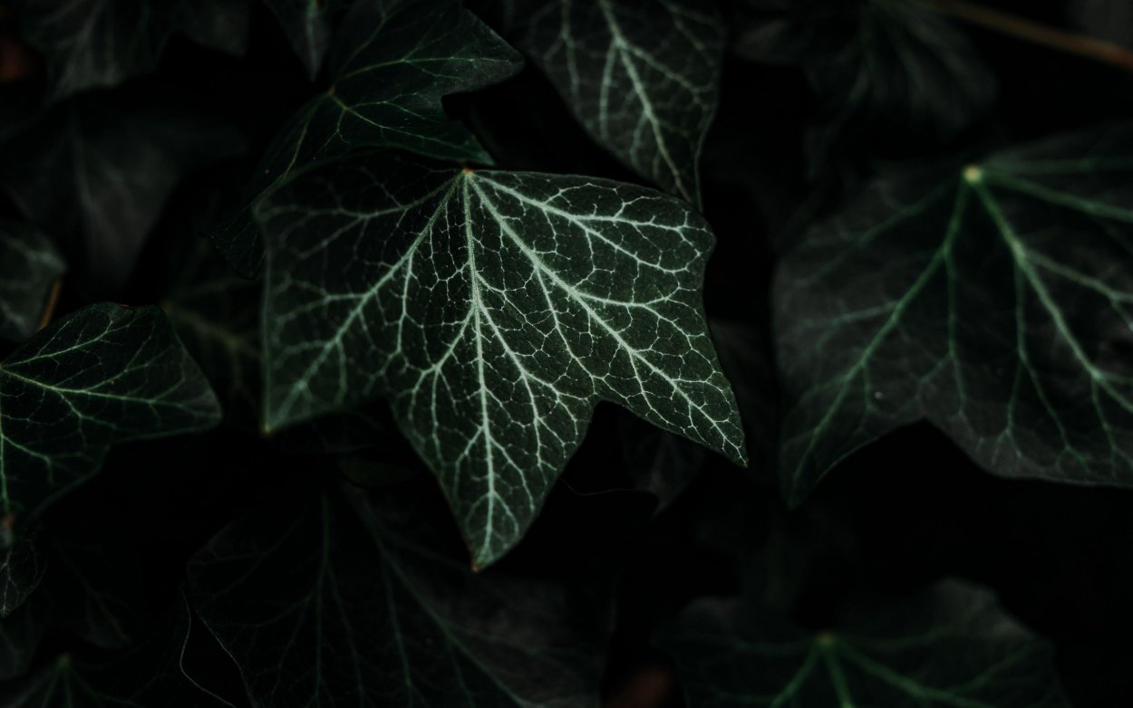 Коричневые цветы