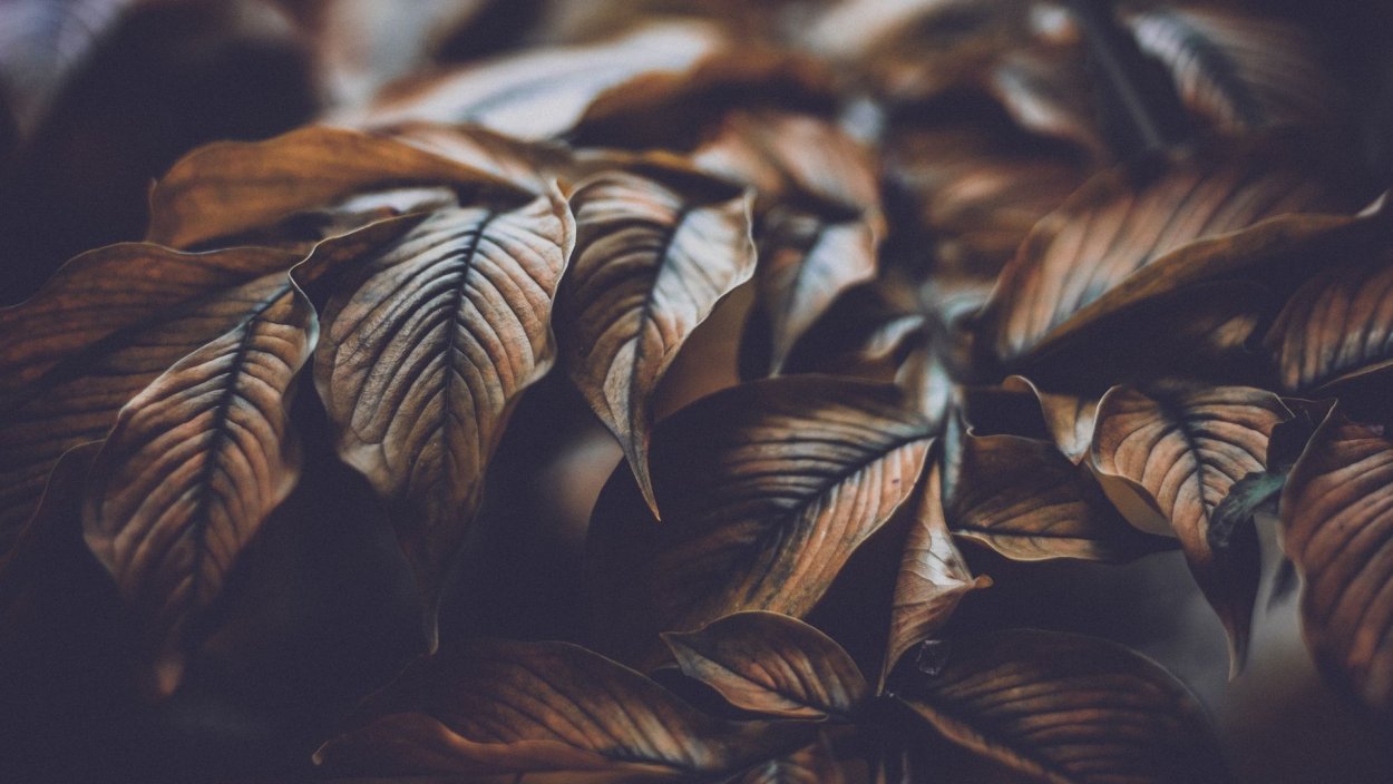 Темно зеленые листья