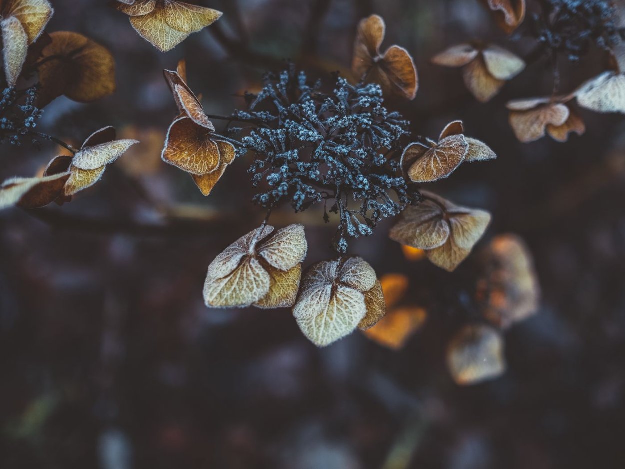 Монстера Эль Сальвадор