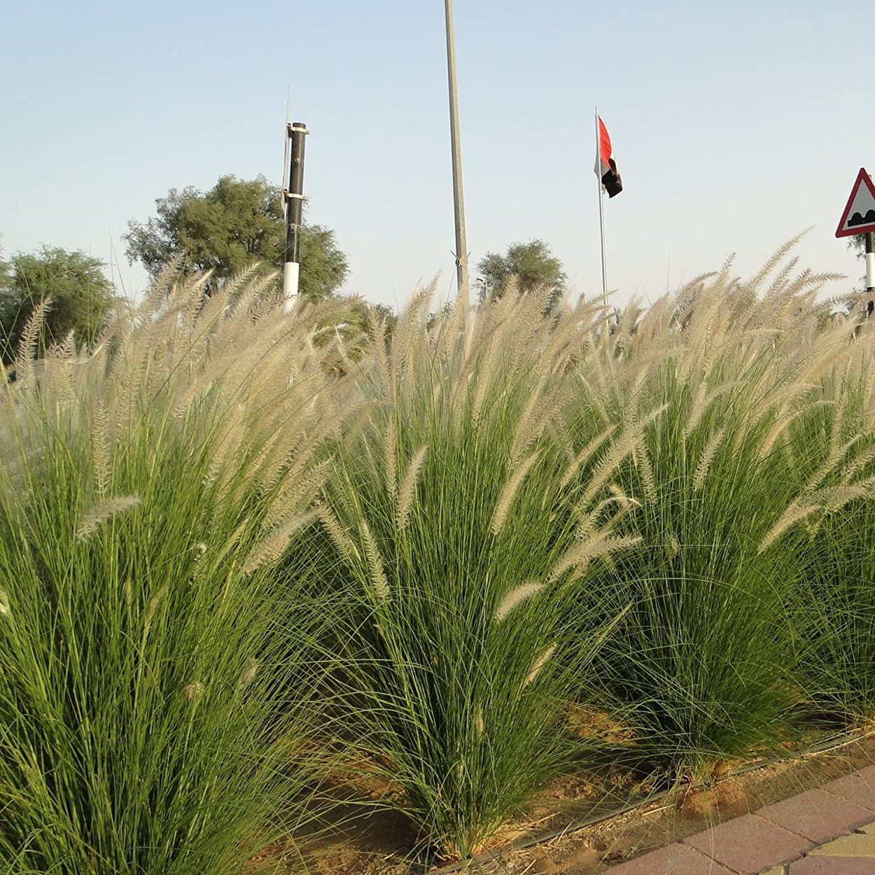 Пеннисетум Vertigo