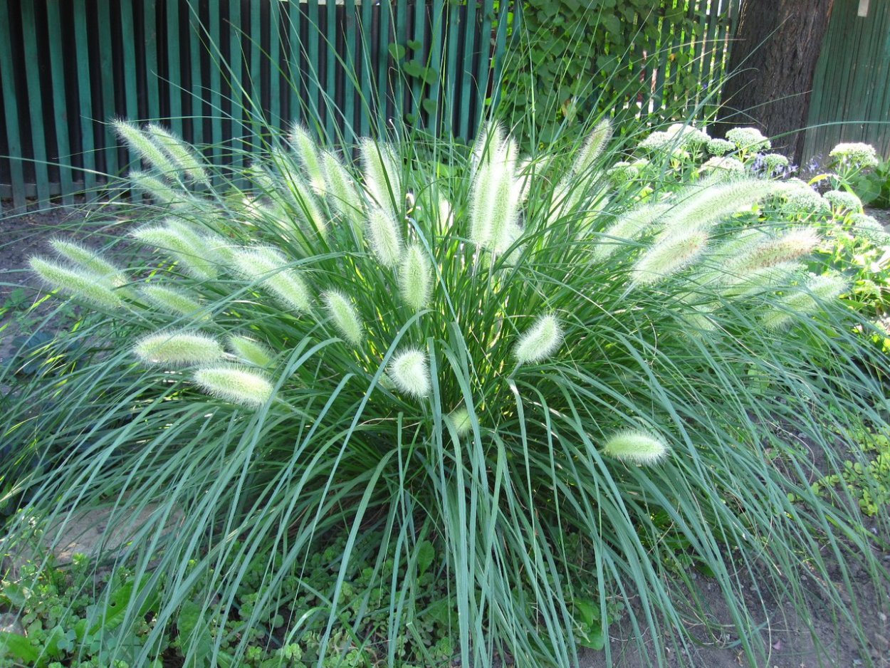 Пеннисетум реборн