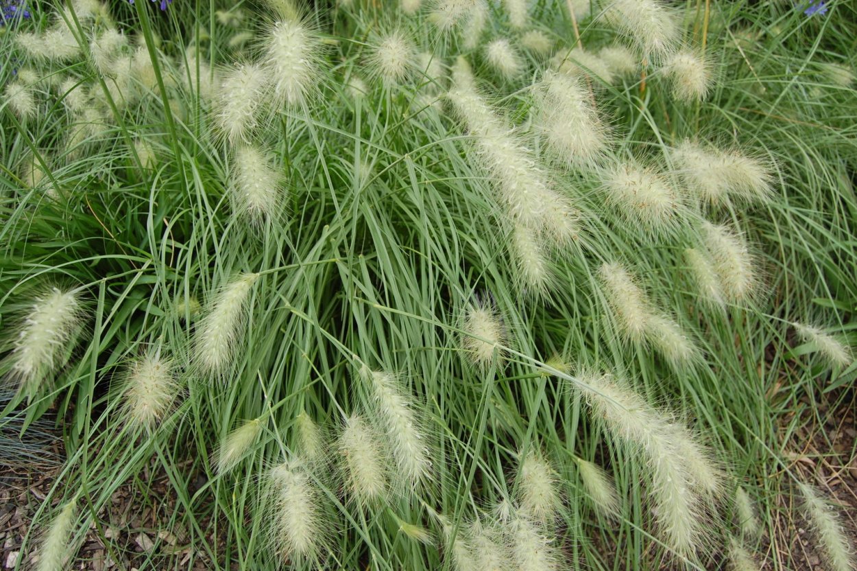 Carex flagellifera Bronzita