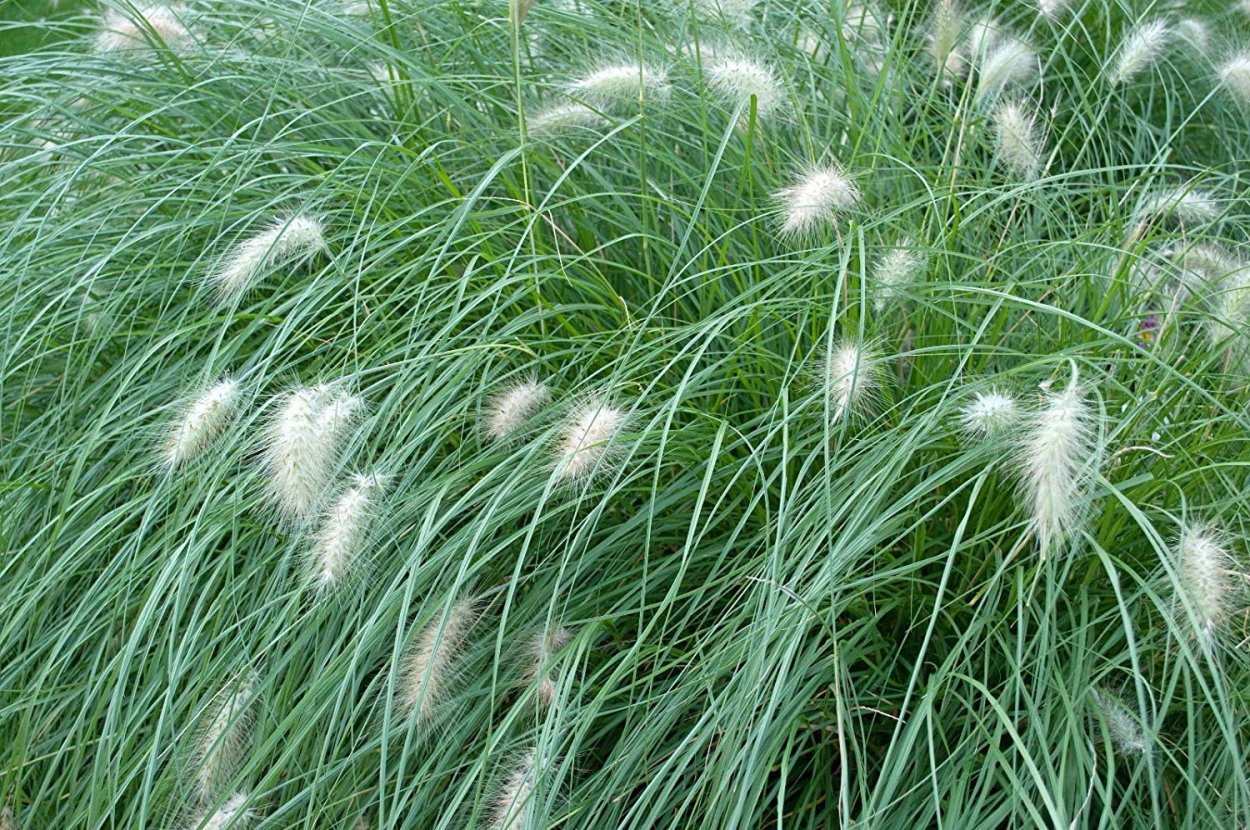 Пеннисетум в горшке