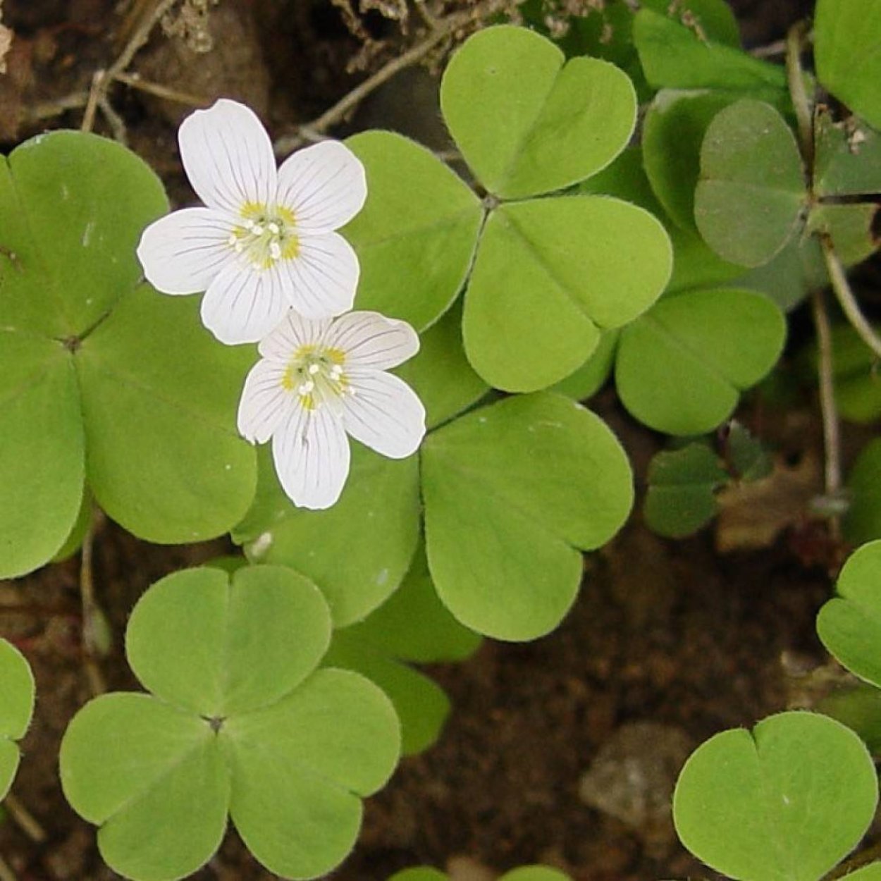 Кислица обыкновенная заячья капуста