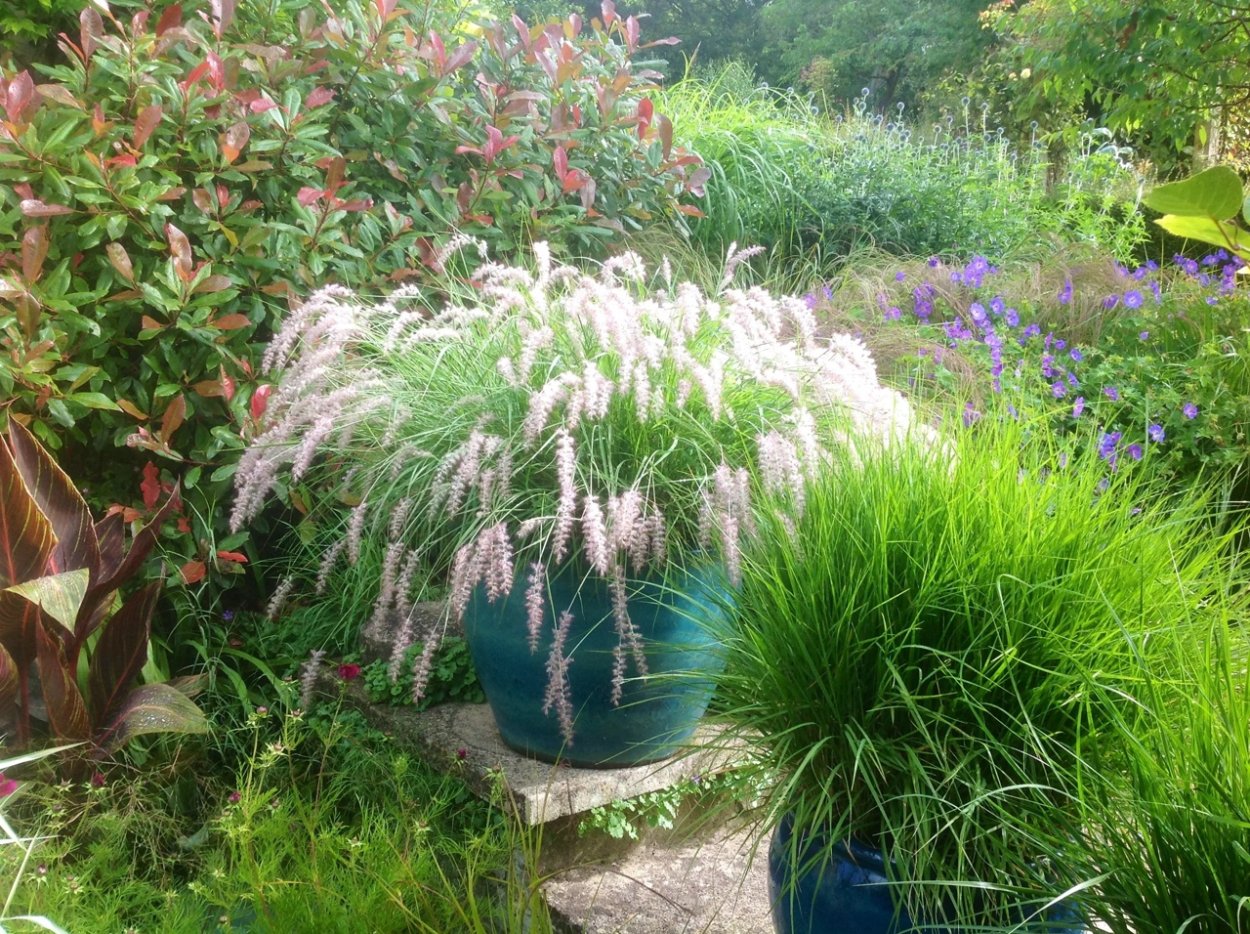 Пеннисетум лисохвостовый Хамельн