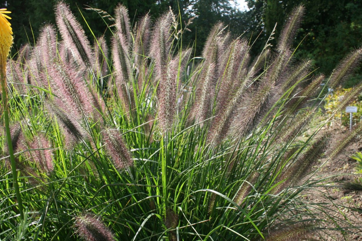 Пеннисетум Восточный (сорт 'Flamingo')