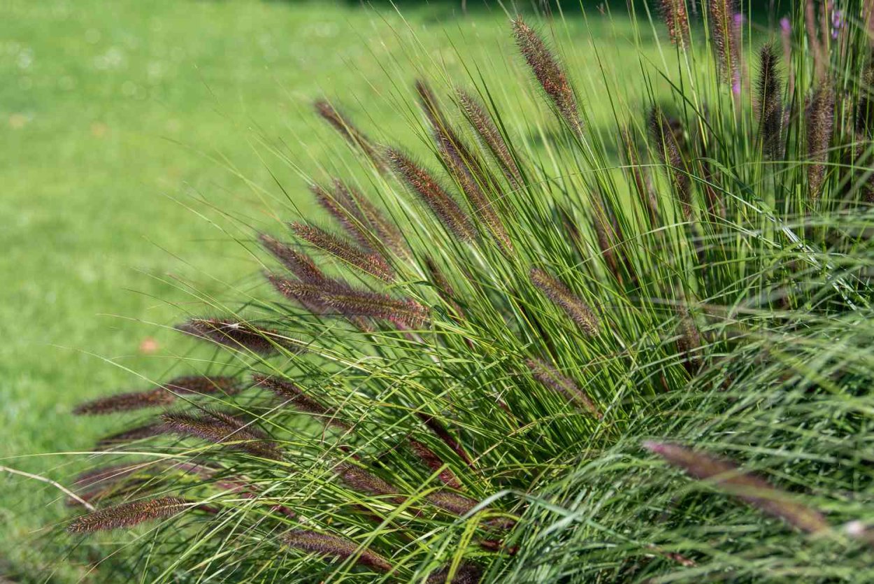 Pennisetum setaceum