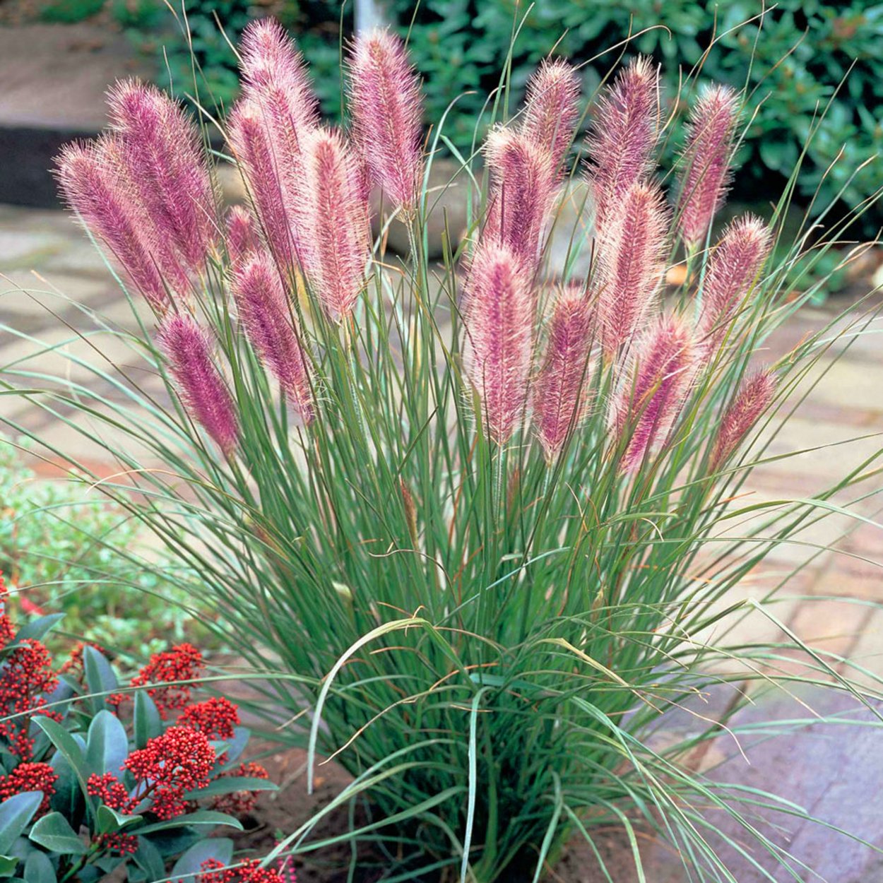 Pennisetum setaceum