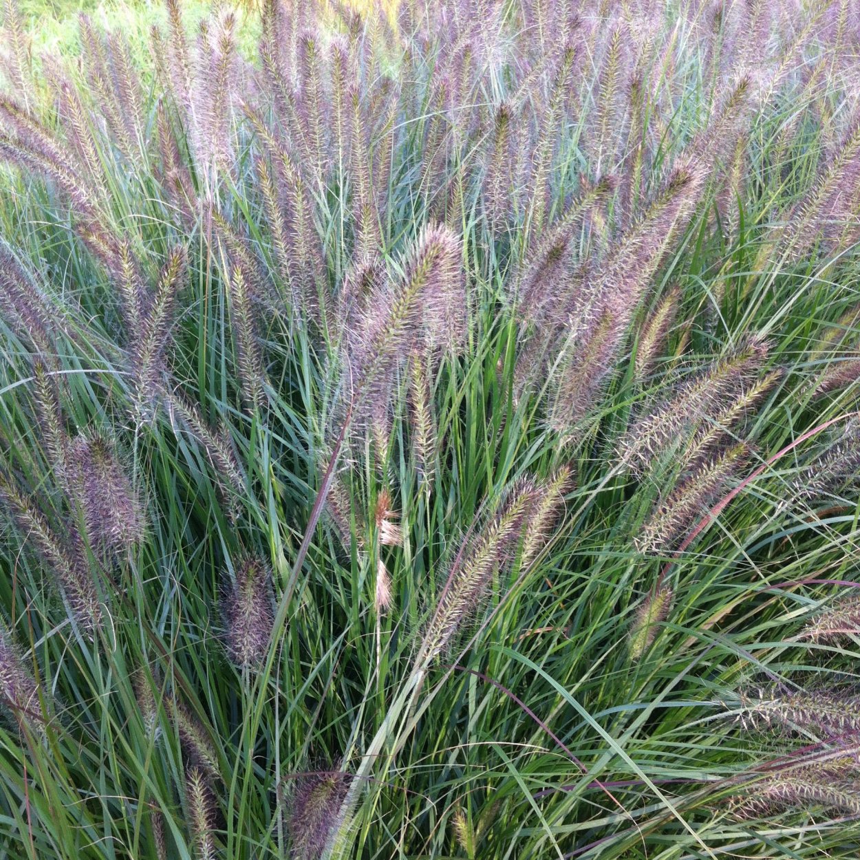 Пеннисетум little Bunny