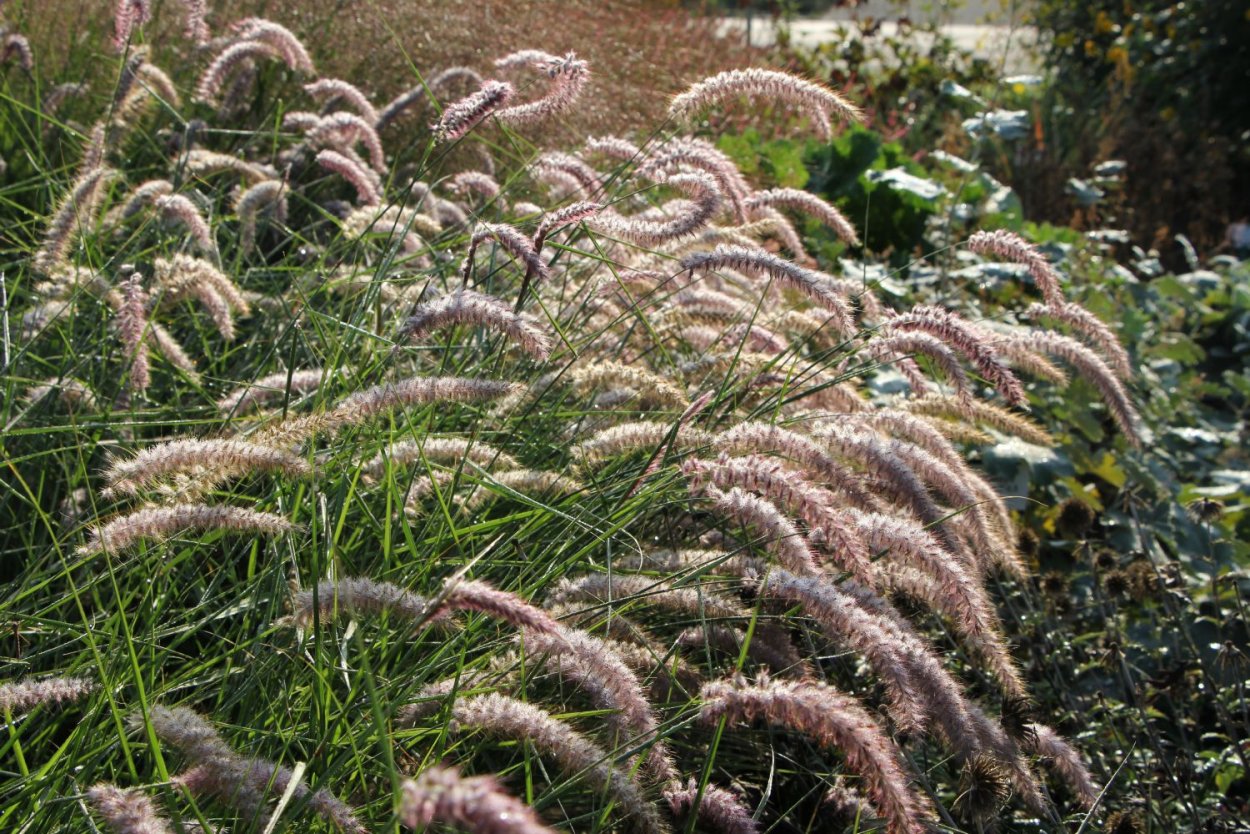 Пеннисетум Алопекуроидес