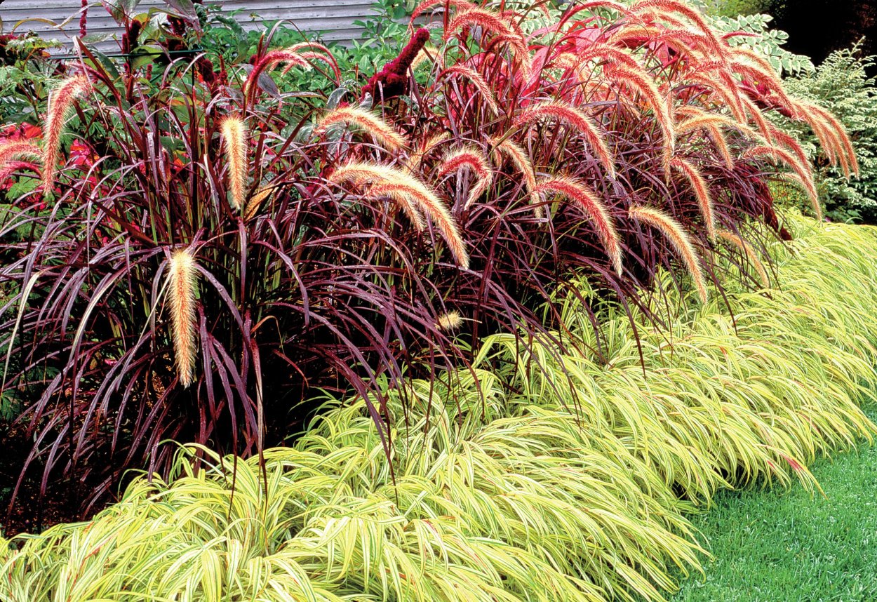 Пеннисетум зайцехвост